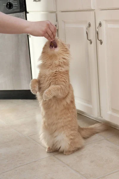 Cat Its Hind Legs Opens Its Mouth Treat Its Master — Stock Photo, Image