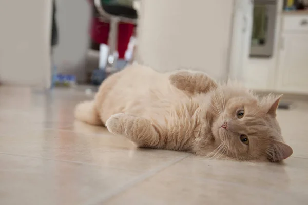 Помаранчева Кішка Лежить Ліниво Підлозі Дивлячись Камеру — стокове фото