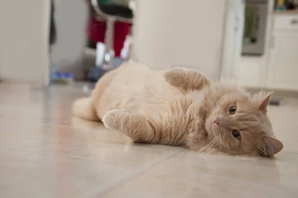 Gato Naranja Yace Perezoso Suelo Mirando Cámara — Foto de Stock