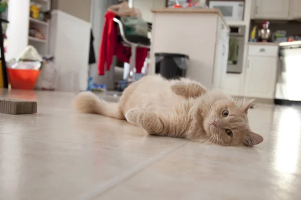 Кіт Лежить Підлозі Чекаючи Щоб Хтось Помітив — стокове фото