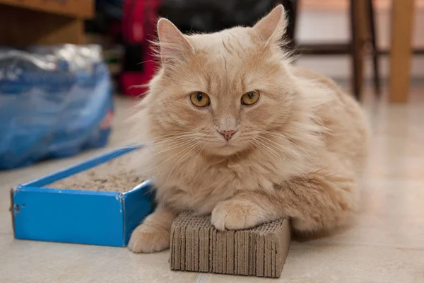 Bir kedi yastık taşımak hazır değil tırmalamak, karton üzerine oturur