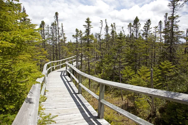 Fából Készült Boardwalk Görbék Körül Erdőben Ismeretlenbe — Stock Fotó