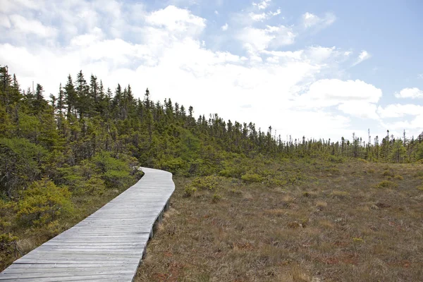 Trä Stig Leder Skogen Med Öppen Äng Bredvid — Stockfoto