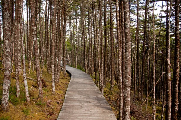 Paseo Marítimo Parque Natural Línea Salmonier — Foto de Stock