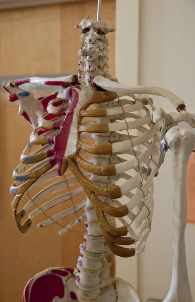 Asistente Enseñanza Torso Esqueleto Con Marcas Partes Del Cuerpo Cuelga — Foto de Stock