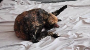 Bir kaplumbağa kabuğu kedi yalama kendi serseri bir banyoda yakalanıyor