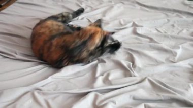 Tortie kedi ve kırmızı bir lazer saat etrafında döner ve şirin, yakalamaya çalışır 