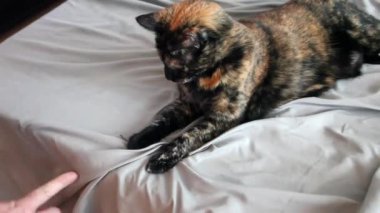 Bir parmak çalış ve kendisi mamülleri siyah ve turuncu kedi, dalga geçiyor.