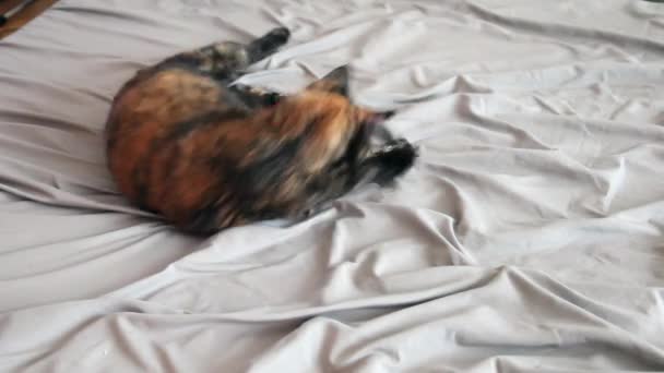 Tortie Cat Watches Red Laser Tries Catch Rolling Being Cute — Stock Video