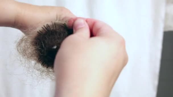 Ускорилось Быстрое Видео Огромного Скопления Сброшенных Волос Вытаскиваемых Расчёски — стоковое видео