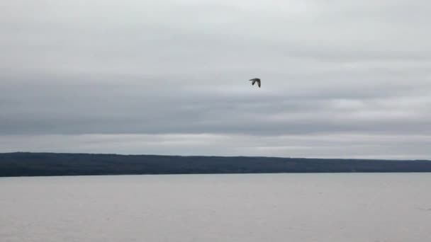 Grey White Bird Takes Flight Grey Cloudy Day Water — Stock Video