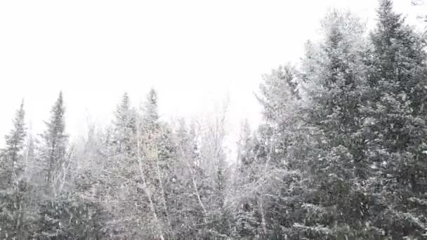 緑の森上空下って来る大きな腫れぼったい白いフレークの純粋な白 — ストック動画