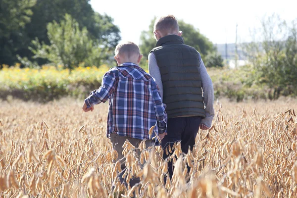 Two Boys Walk Agricultural Field Soy Beans Hand Hand Autumn — Stock Photo, Image