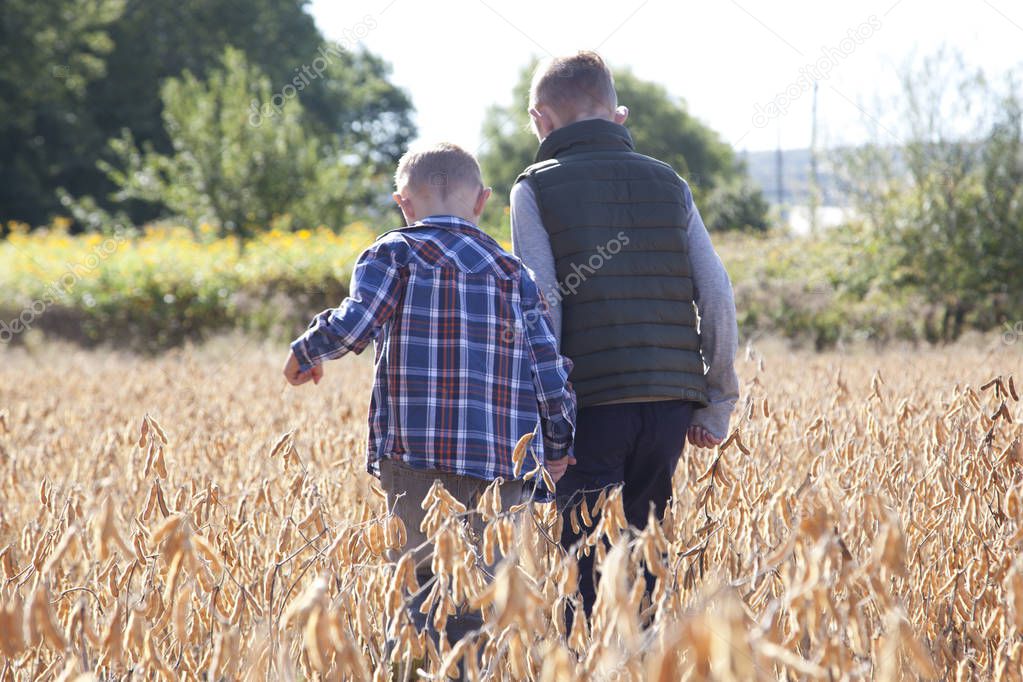 Two boys walk through an agricultural field of soy beans, hand in hand in the autumn sun 