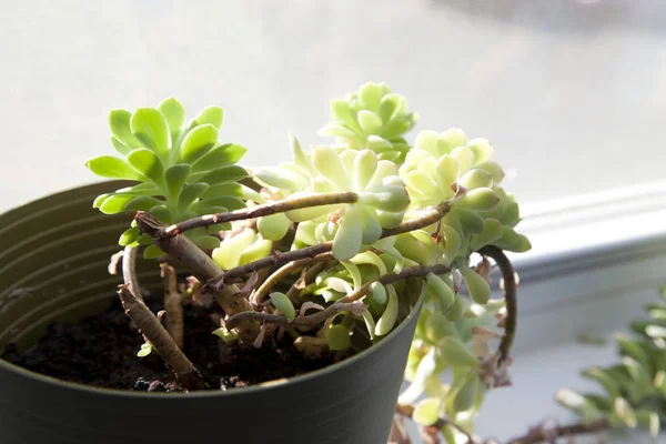 Green succulent soaks up the sunshine in the window