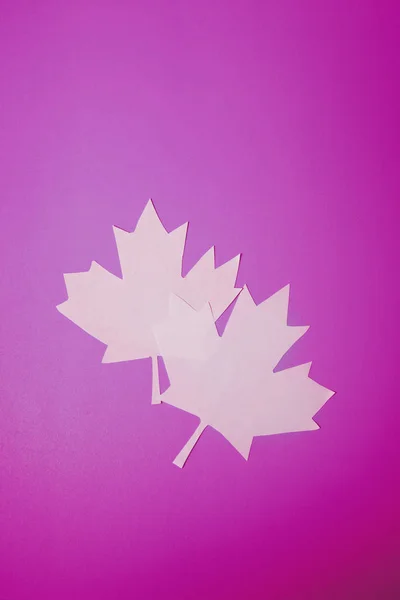 Fondo canada púrpura o rosa —  Fotos de Stock