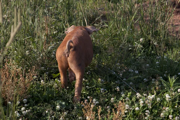 Rabo encaracolado fim traseiro de um porco marrom — Fotografia de Stock