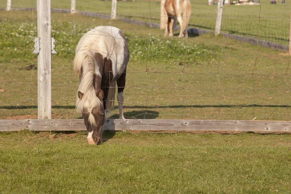 Dunkelbraunes und weißes Pferd weidet durch Zaun — Stockfoto