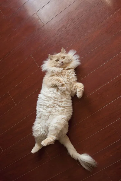 Adorable silly cat laying on its back with shaved tail — Stock Photo, Image