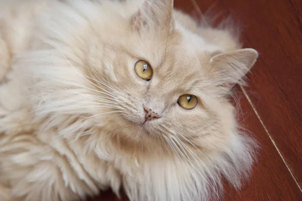 아름 다운 호박색 눈 오렌지 푹신한 고양이 — 스톡 사진