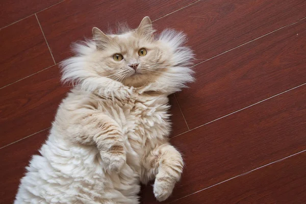 Kabarık kedi sırtında yukarı bakıyor 