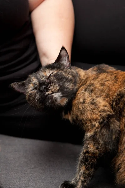 Cat getting scratched — Stock Photo, Image
