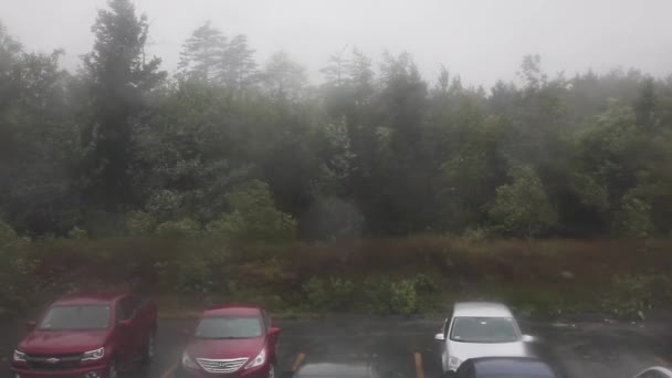 2019年9月7日 ハリファックス ノバスコシア州 カナダのハリケーンドリアンの早い時期に激しい強度で木々が吹き飛ばされる — ストック動画