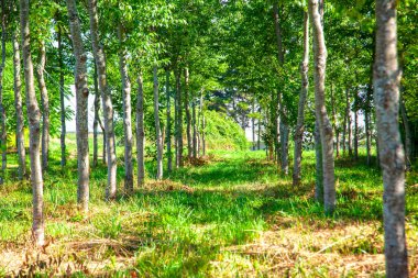 Dışarıdaki uzun ağaçların yolu çimlerin arasında bir yol açıyor. 