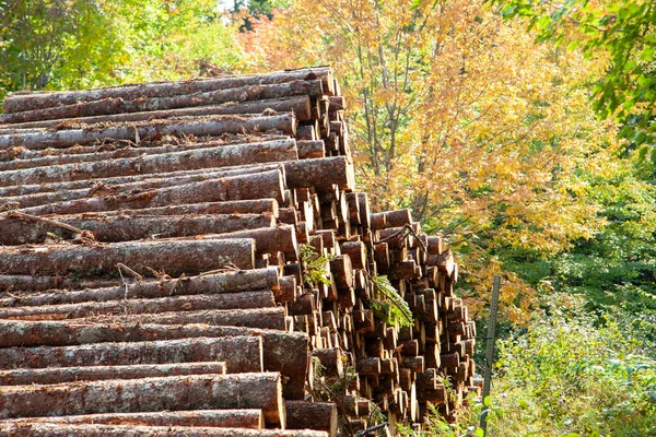 Montón Troncos Entre Bosque Otoñal Que Han Talado Cortado — Foto de Stock