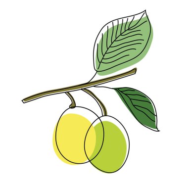 Zeytin el çizilmiş illüstrasyon arka planda izole