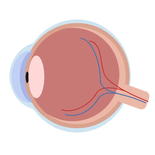白い背景に眼球のシンプルなイラスト — ストックベクタ