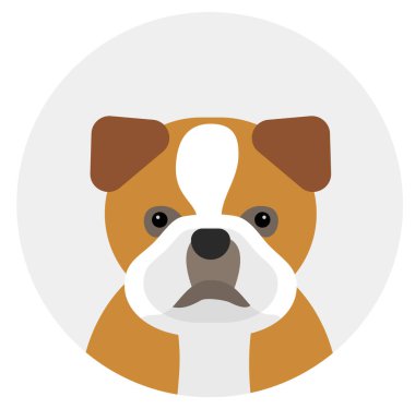 bulldog, beyaz arka plan düz stili illüstrasyon