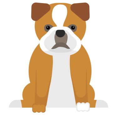 bulldog, beyaz arka plan düz stili illüstrasyon