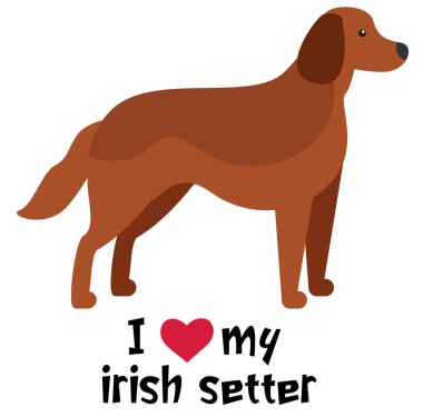 İrlanda seterimi seviyorum, beyaz arkaplanda resimlerim var.