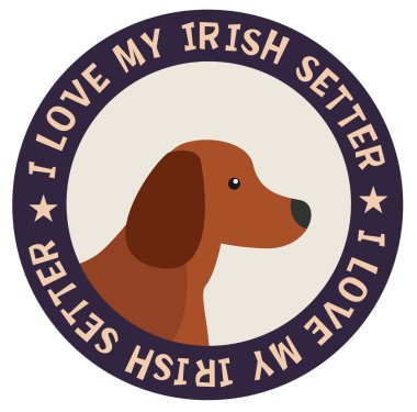 İrlanda seterimi seviyorum, beyaz arkaplanda resimlerim var.