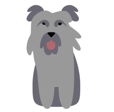 Pyrenean Shepherd, beyaz arka plan düz stili