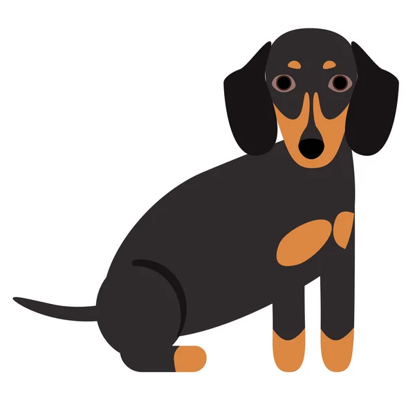 Dachshund Illustration White Background Flat Style — Stock Vector