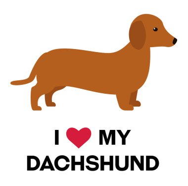Dachshund 'umu seviyorum, beyaz arkaplanda resimlerim var.