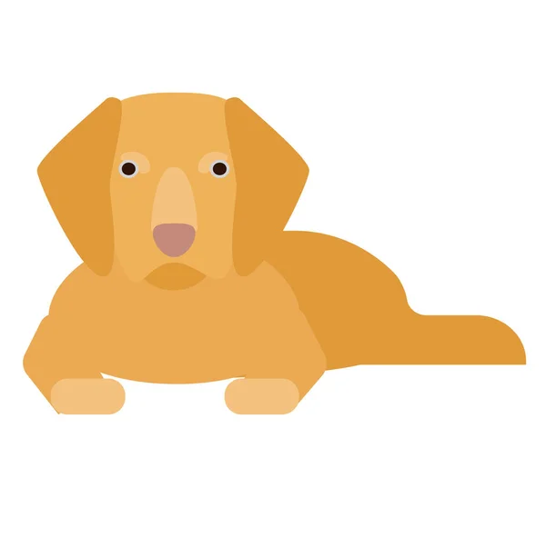 Golden retriever ilustracja na białym tle — Wektor stockowy