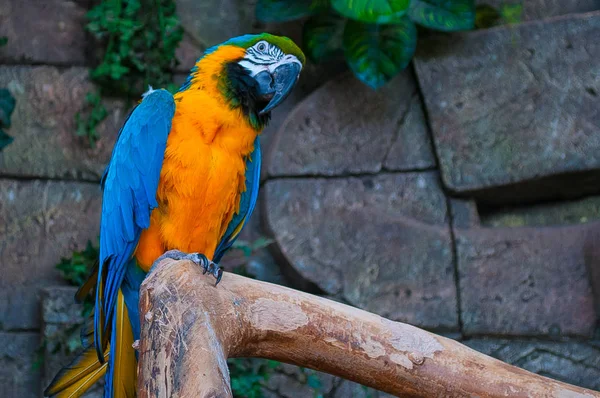 Blau Gelber Ara Schöner Ara Papagei Auf Ast Vor Dschungel — Stockfoto