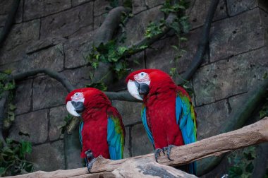 Büyük kızıl kırmızı Macaws Ara macao, dal üzerinde oturan iki kuş çifti. Tropikal orman doğa vahşi yaşam mahallinden. İki güzel papağan.