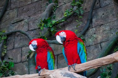 Büyük kızıl kırmızı Macaws Ara macao, dal üzerinde oturan iki kuş çifti. Tropikal orman doğa vahşi yaşam mahallinden. İki güzel papağan.