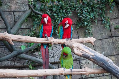 Büyük kızıl kırmızı Macaws Ara macao, dal üzerinde oturan iki kuş çifti. Tropikal orman doğa vahşi yaşam mahallinden. İki güzel papağan.