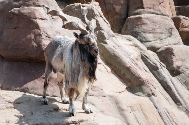 Dağ boğumlu keçi. Markhor, olarak da bilinen vida boynuz keçi. Yetişkin erkeği olarak doğal kayalık arazi karşı Capra falconeri