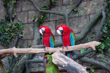 Büyük kızıl kırmızı Macaws Ara macao, dal üzerinde oturan iki kuş çifti. Tropikal orman doğa vahşi yaşam mahallinden. İki güzel papağan.