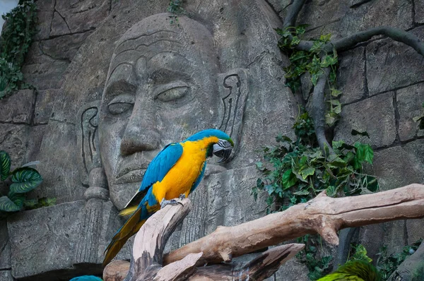 Blau Gelber Ara Schöner Ara Papagei Auf Ast Vor Dschungel — Stockfoto