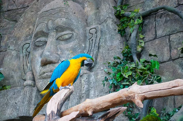 Blau Gelber Ara Schöner Ara Papagei Auf Ast Vor Dschungel — Stockfoto