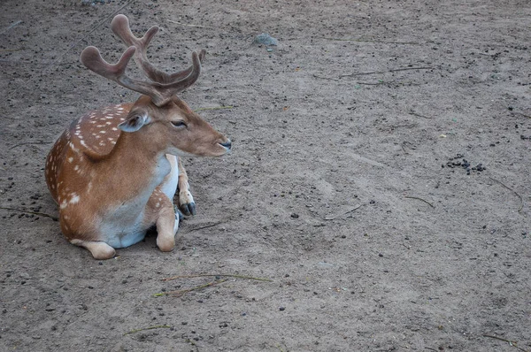 Spotted Deer Taking Rest Ground — Stock Photo, Image