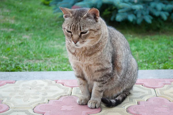 Gestreepte Grijze Kat Portret Met Grote Droevige Ogen Close Staren — Stockfoto