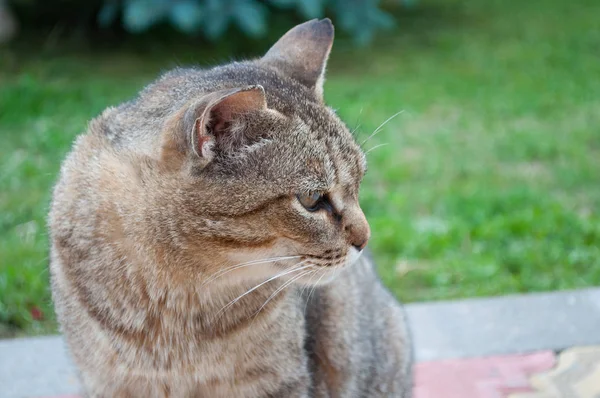 çizgili gri kedi portre ile büyük gözleri yakından üzgün bakıyor